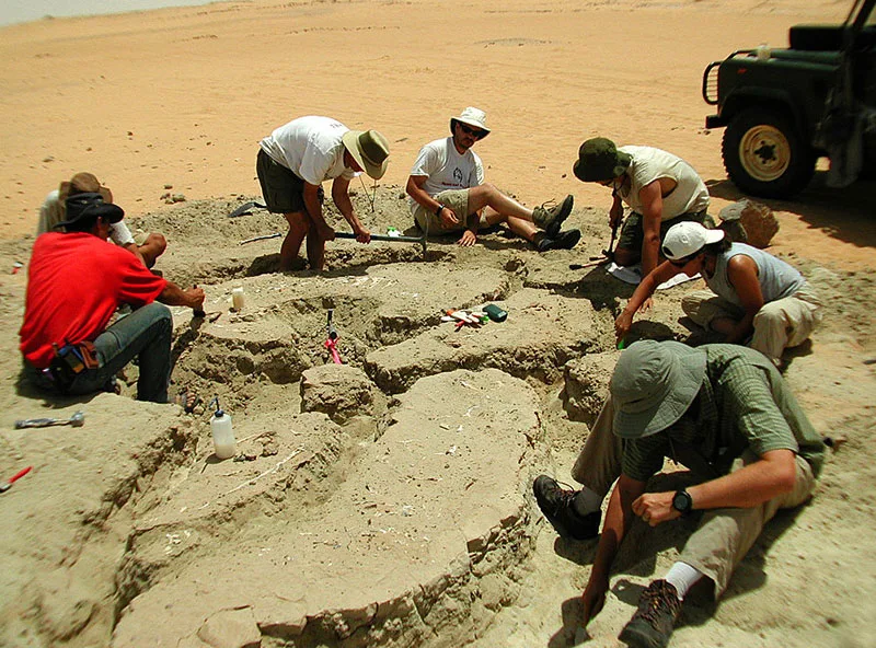 Dinosaur with 500 Teeth