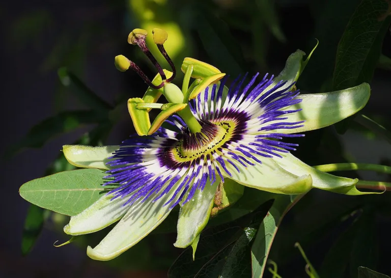 Passiflora