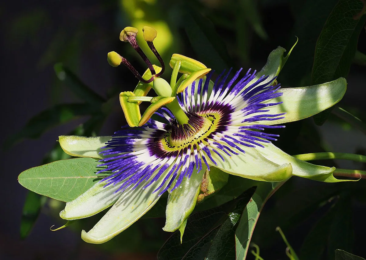 Passiflora