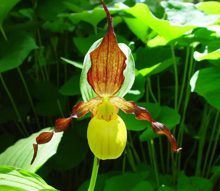 The rare and exquisite Yellow Lady's Slipper Flower
