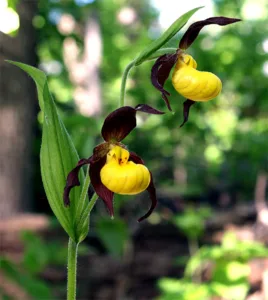 The rare and exquisite Yellow Lady's Slipper Flower