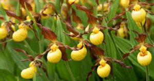 The rare and exquisite Yellow Lady's Slipper Flower